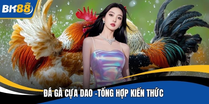 Đá gà cựa dao