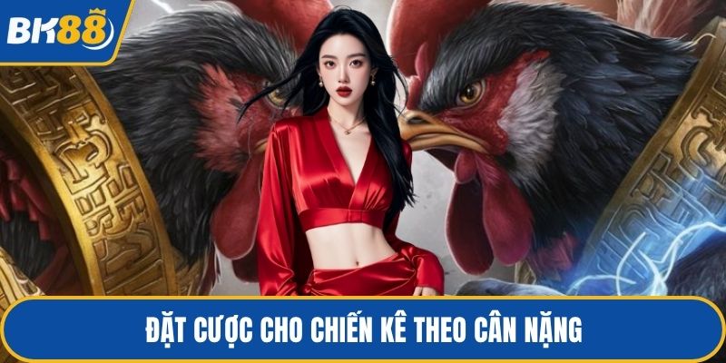 Đặt cược cho chiến kê theo cân nặng