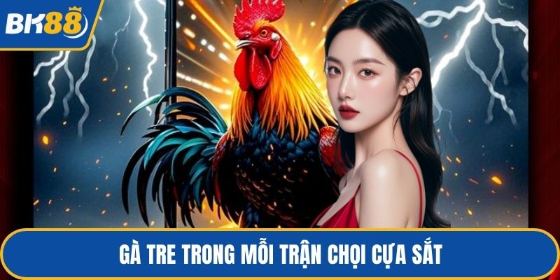 Gà Tre trong mỗi trận chọi cựa sắt