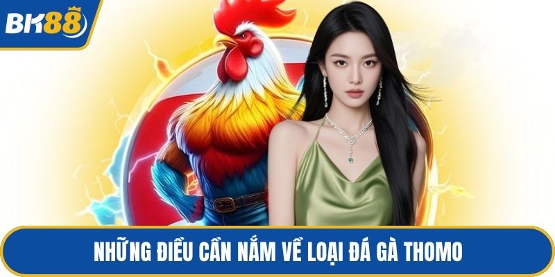 Những điều cần nắm về loại đá gà thomo