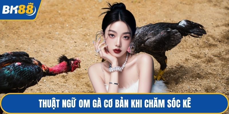 Thuật ngữ om gà cơ bản khi chăm sóc kê