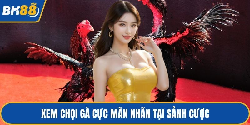 Xem chọi gà cực mãn nhãn tại sảnh cược